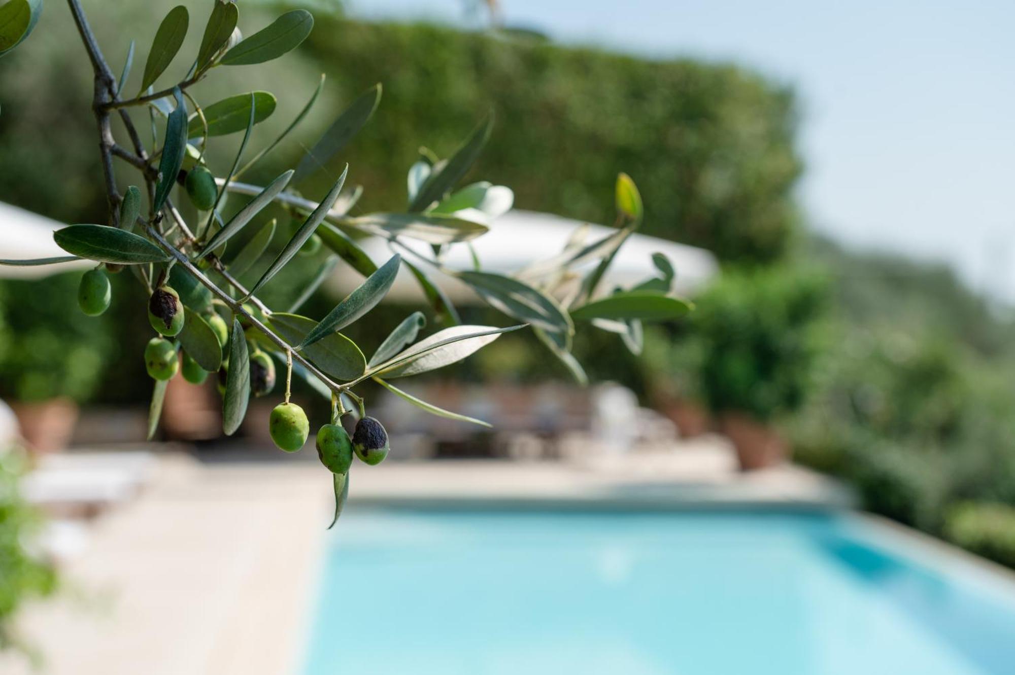 Villa Eden Forte Dei Marmi With Private Infinity Pool Santa Lucia  Екстер'єр фото